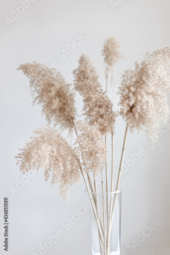 Pampas grass in a glass vase near grey wall. Modern dry flower decor.