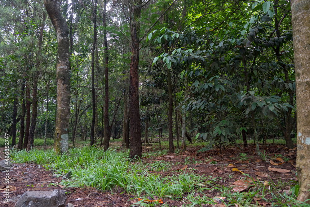 Obraz premium trees in the forest