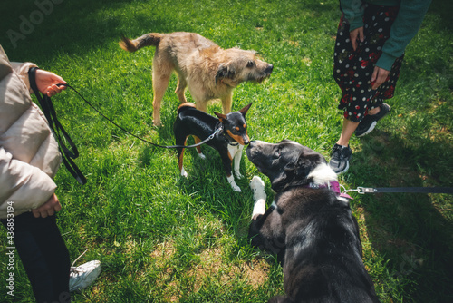 Three dogs on leashes meeting and sniffing each other on a walk on the summer grass with owners photo