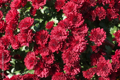 Dozens of red flowers of Chrysanthemums in October