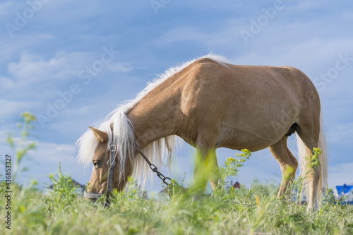 Foto A young pony horse of Cream locus suit grazes peacefully on a green field against a blue summer sky