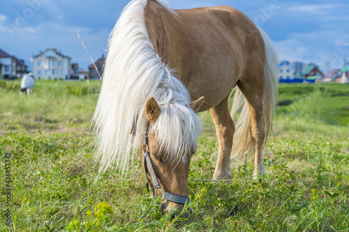 Bilde på lerret A young pony horse of Cream locus suit grazes peacefully on a green field against a blue summer sky