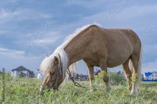 Bilde på lerret A young pony horse of Cream locus suit grazes peacefully on a green field against a blue summer sky