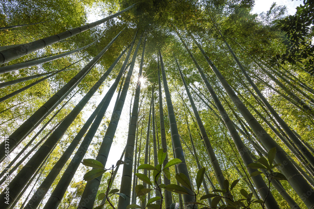報国寺の竹林 報国寺の竹林