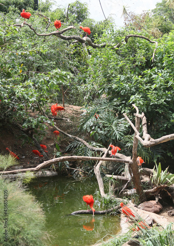 plants and birds in a garden