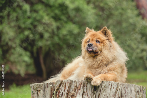 Tan Chow Chow dog in a forest
