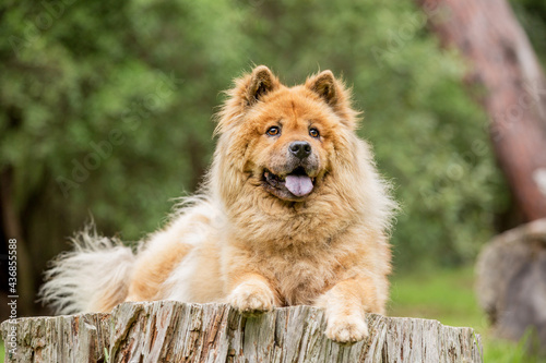 Tan Chow Chow dog in a forest