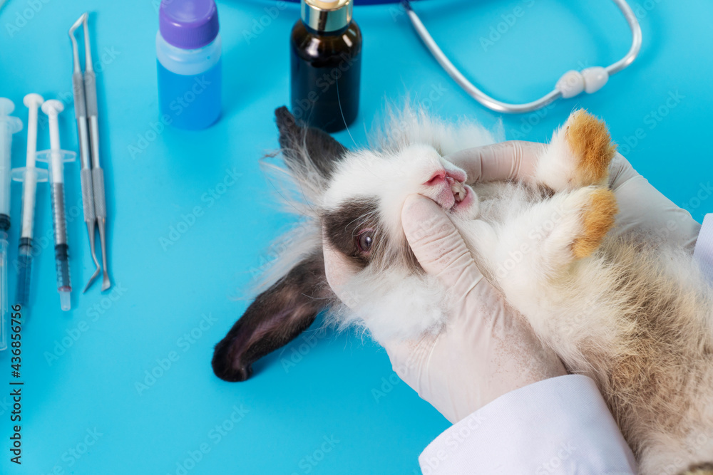 Veterinarian animal and checkup oral health care concept. Professional ...