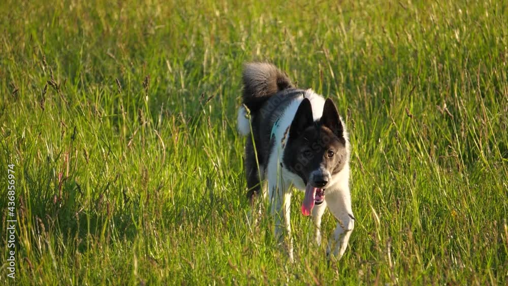 Walking dog. West Siberian laika puppy Walking dog. West Siberian laika puppy