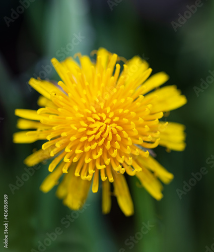 yellow dandelion petals as background