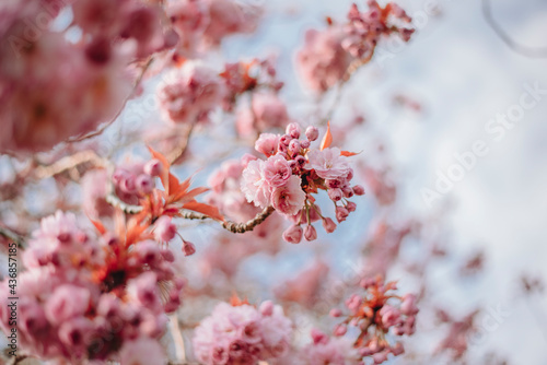 Cherry Blossom  Sakura  in English Garden