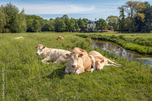 Foto Two ruminating cows next to one sleeping cow in the foreground of a Dutch landscape