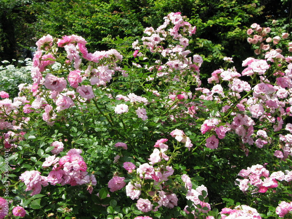 pink roses in the English garden