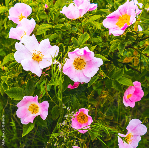 Flowers, butterfly, grasshopper and nature views
