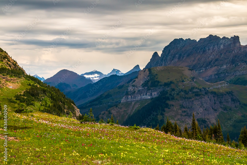 summer alpine meadow high up in Logan Pass with the jagged mountain peaks on the background as viewed from the Hidden Lake trail  in Glacier national park in Montana.