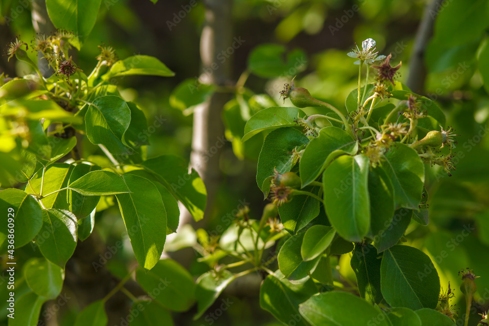 Malinae. pear flowers. blooming tree in the garden. white delicate flowers and green young leaves. Springtide. Branches of flowering pears background. Pear in the forest Malinae. pear flowers. blooming tree in the garden. white delicate flowers and green young leaves. Springtide. Branches of flowering pears background. Pear in the forest