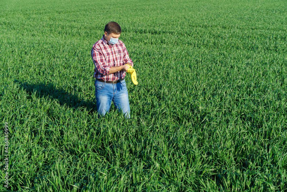 a man as a farmer poses in a field, dressed in a plaid shirt and jeans, protective face mask and rubber gloves, checks and inspects young sprouts crops of wheat, barley or rye, or other cereals