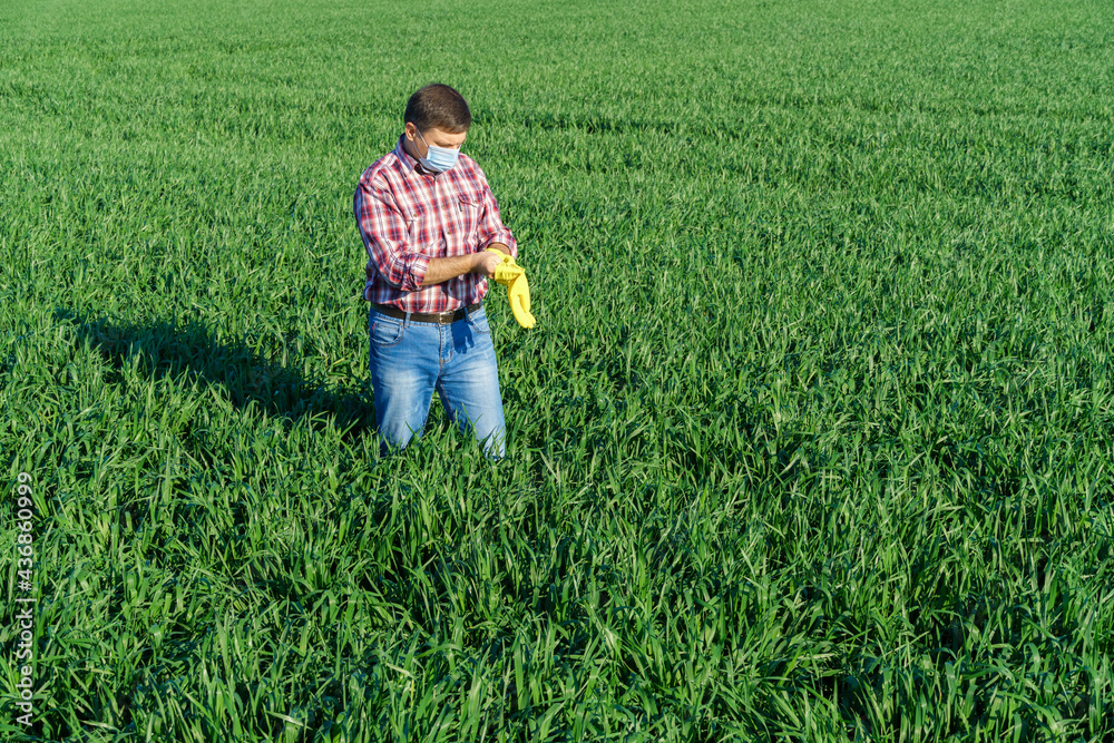 a man as a farmer poses in a field, dressed in a plaid shirt and jeans, protective face mask and rubber gloves, checks and inspects young sprouts crops of wheat, barley or rye, or other cereals a man as a farmer poses in a field, dressed in a plaid shirt and jeans, protective face mask and rubber gloves, checks and inspects young sprouts crops of wheat, barley or rye, or other cereals