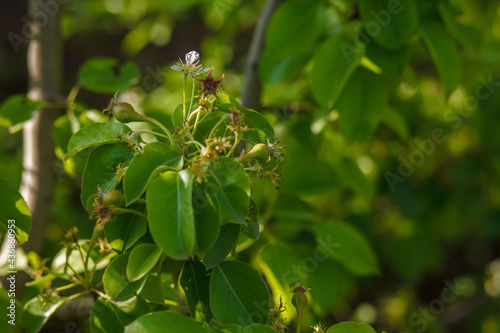 Malinae. pear flowers. blooming tree in the garden. white delicate flowers and green young leaves. Springtide. Branches of flowering pears background. Pear in the forest
