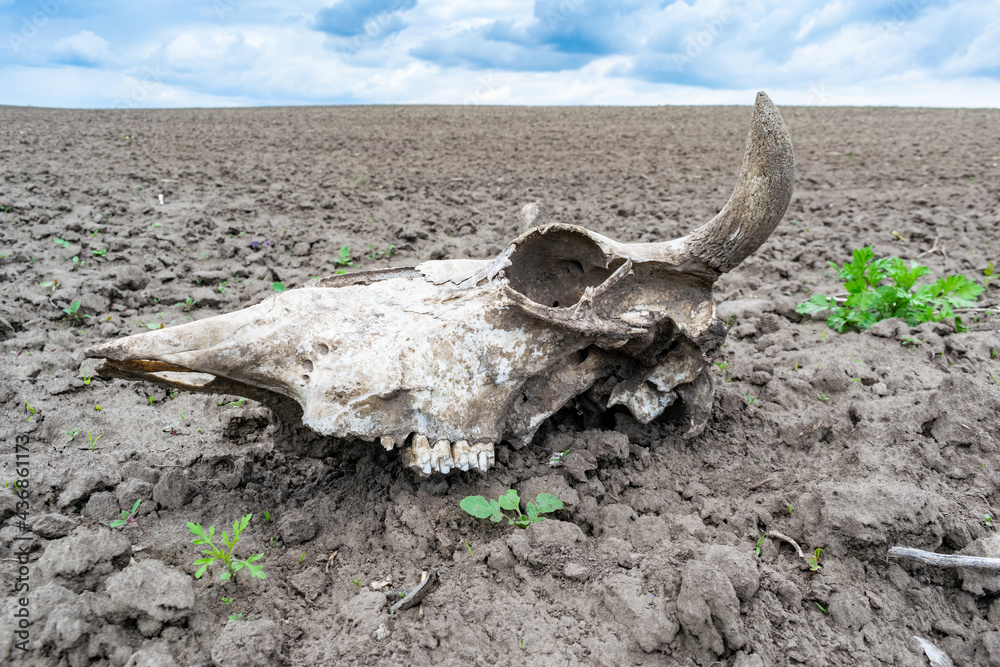 Cow skull on the field Cow skull on the field