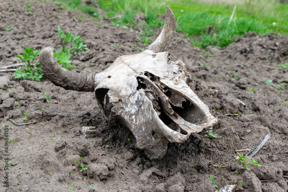 Cow skull on the field Cow skull on the field