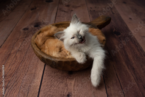 Cute Ragdoll Kitten Photoshoot