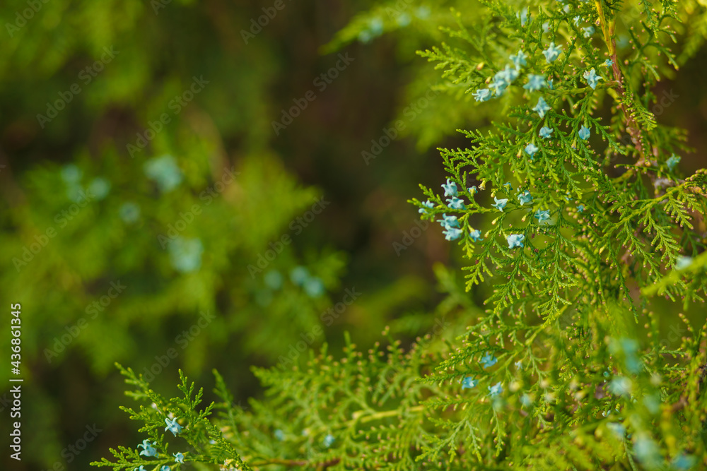 Green thuja blooms with blue flowers in summer in the southern city. A close-up of the branches of an eastern thuja with blue ripening cones.