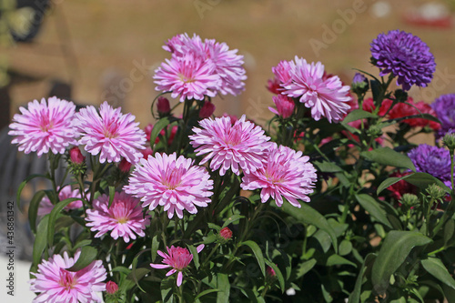 Asters multicolores dans une jardini  re