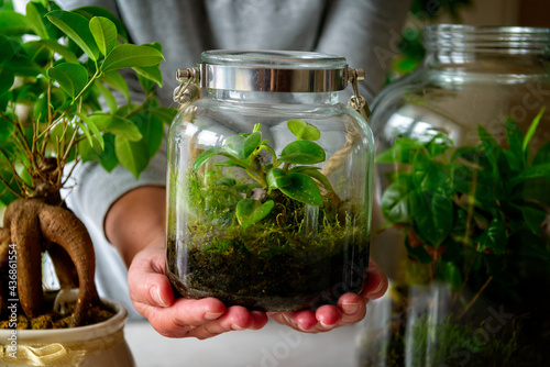Presenting a small forest in a jar,