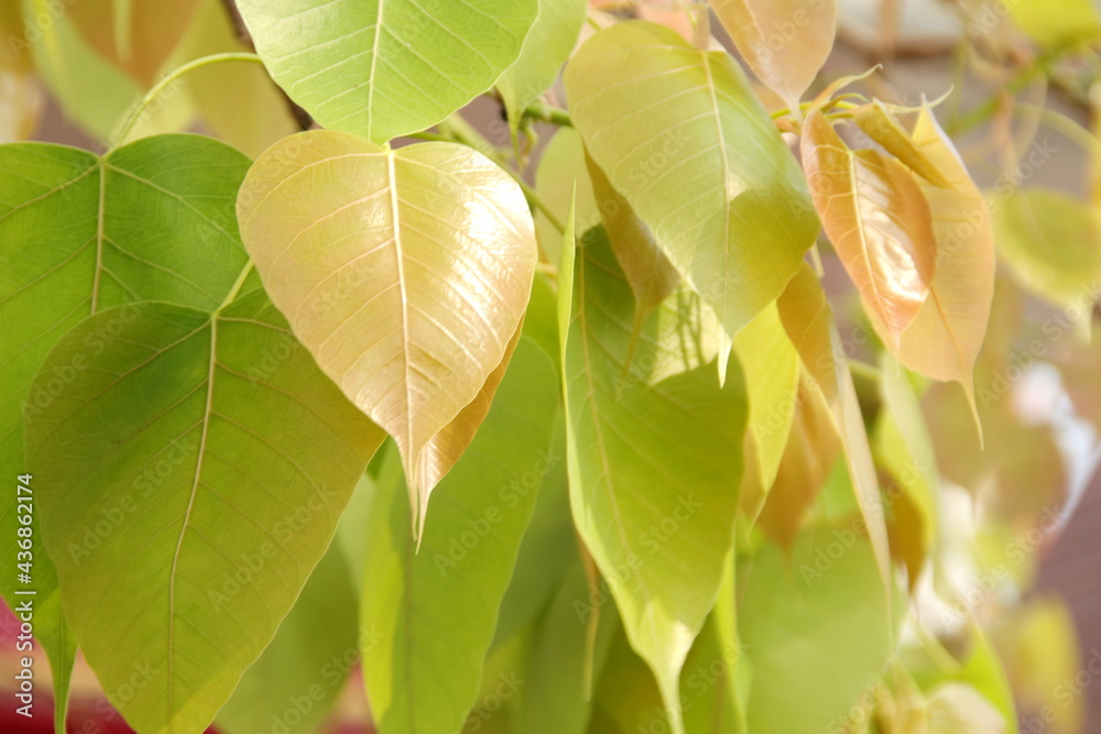 Young leaf of Sacred tree on branch, another name is Sacred fig, Peepal