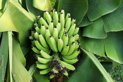 Картината върху платно Groups of banana's young fruits on bunch and dark green leaves background, Thailand