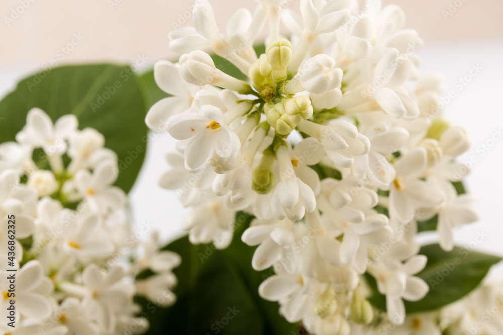 beautiful blooming white lilac flowers. Macro photo. Blossoming common Syringa vulgaris lilacs bush white cultivar.