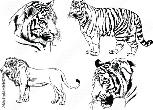 vector drawings sketches different predator   tigers lions cheetahs and leopards are drawn in ink by hand   objects with no background