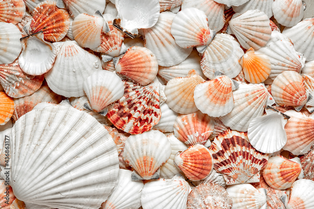 A shell pattern. Flat lay on the seabed. Text background