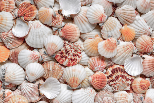 A shell pattern. Flat lay on the seabed. Text background