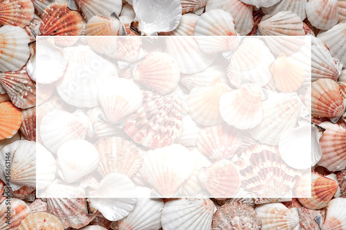 A shell pattern with a space for text. Flat lay on the seabed. Text background photo