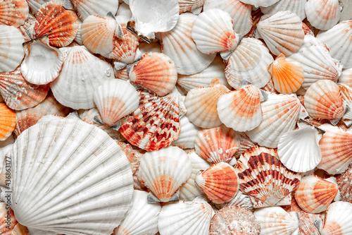 A shell pattern. Flat lay on the seabed. Text background