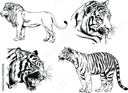 vector drawings sketches different predator   tigers lions cheetahs and leopards are drawn in ink by hand   objects with no background