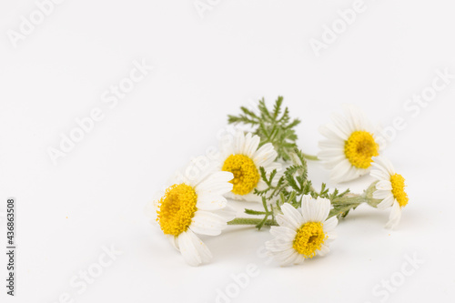 Fototapeta Naklejka Na Ścianę i Meble -  chamomile or daisies with leaves isolated on white background. Top view. Flat lay