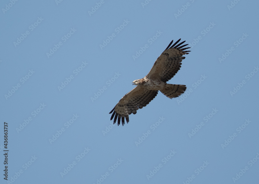 Obraz premium Honey Buzzard in flight at Jasra, Bahrain