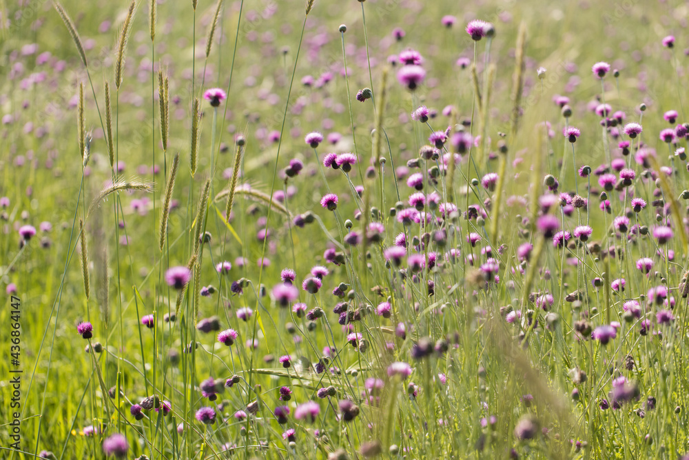 Naklejka premium Wild field's flowers