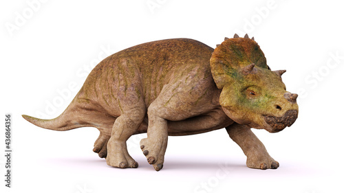 young Triceratops horridus  dinosaurs isolated on white background 