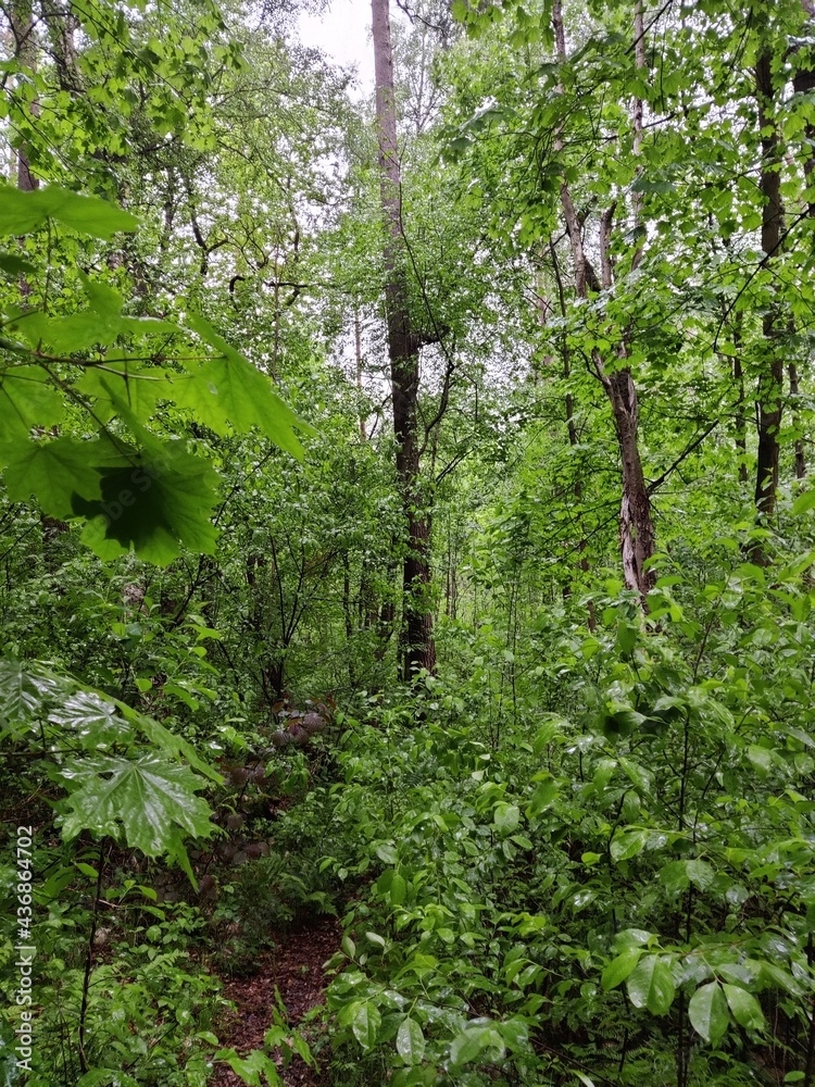 Fototapeta premium trees in the forest