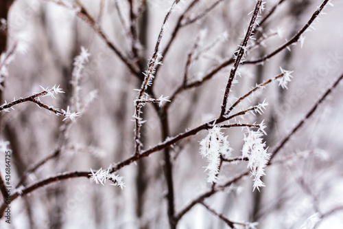 Whinter river in snow, branch in hoar © Morgenstjerne