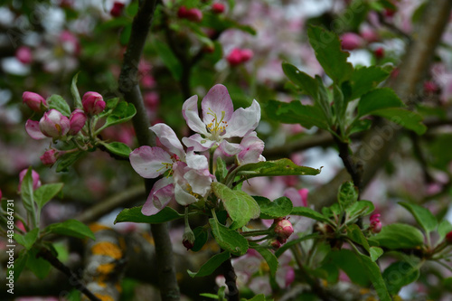 A close-up of apple flowers with white-pink petals inside the blossoming top branches of a tree in soft daylight.