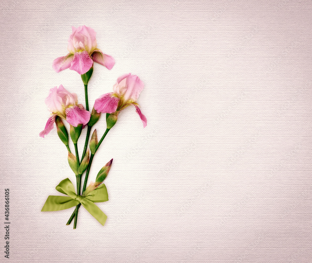 Flowers composition. Iris flowers with bow on pastel pink background. Valentines day, mothers day, womens day, spring concept. Flat lay, top view, copy space