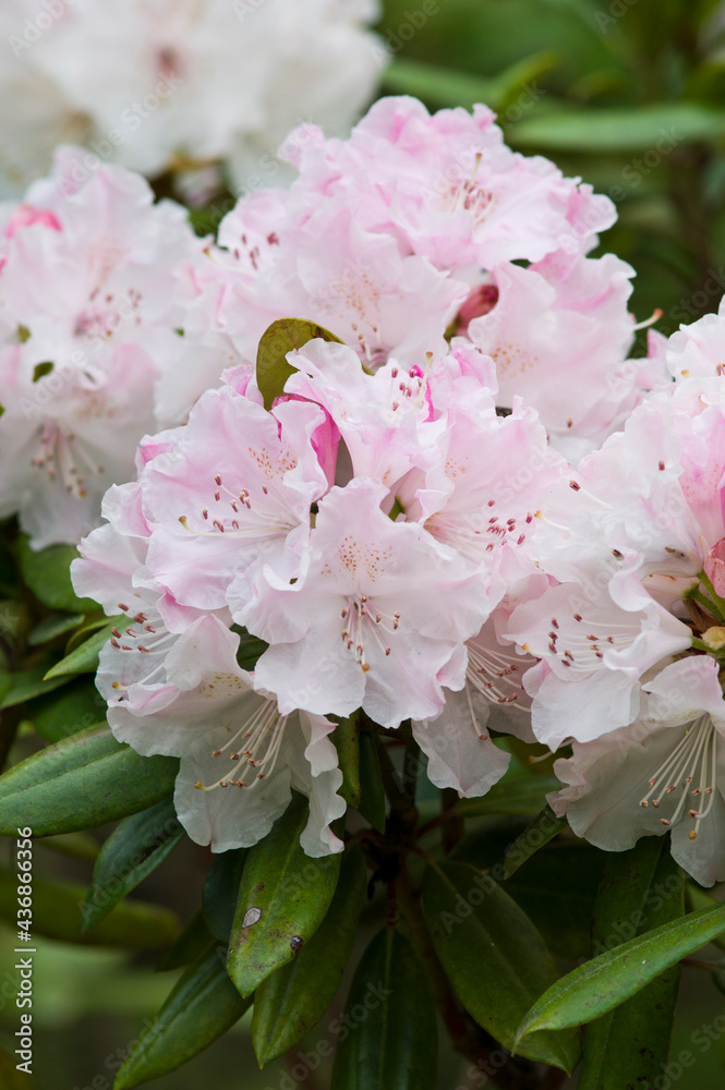 These Rhododendrons name is Wedding Bouquet.
Scientific name is Rhododendron subgenus Hymenanthes. These Rhododendrons name is Wedding Bouquet.
Scientific name is Rhododendron subgenus Hymenanthes.