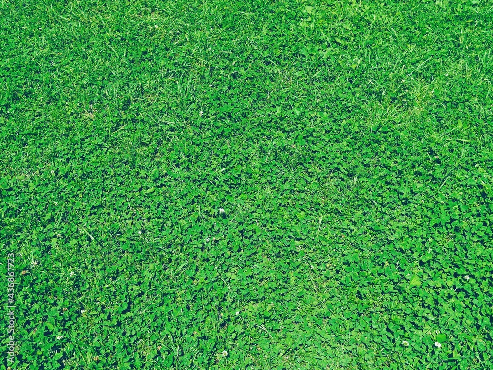 芝生 草 の生えた緑の地面 Photos Adobe Stock