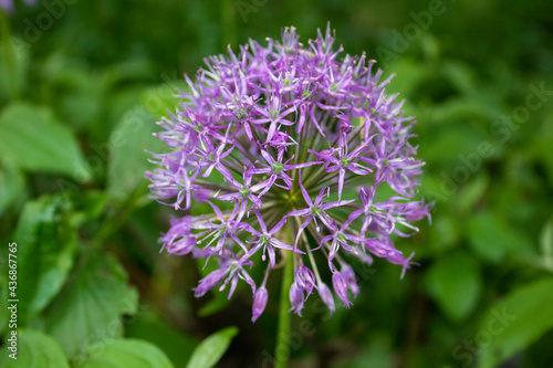 The purple meadow round flower is called Wild Onion. The tall stalk is crowned with a ball-shaped inflorescence.