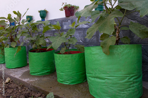 vegetables growing in large size grow bags